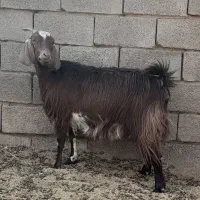 چند راس بز و کولار فروشی|حیوانات مزرعه|بردسکن, |دیوار