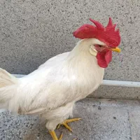 خروس۶ماه