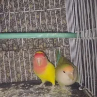 پرنده کوتوله برزیلی