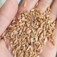 گندم|گل و گیاه طبیعی|صادق آباد, |دیوار