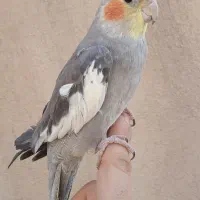 عروس سینامون دستی