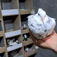 طوقی خال دار همه ی ذات