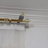 عروسهلندی.فولراموسخنگو|پرنده|قزوین, |دیوار