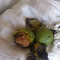 اصل کاغذی سفید