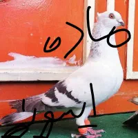 کفتر|پرنده|دهدشت, |دیوار