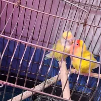 کوتوله اوپال باقفس