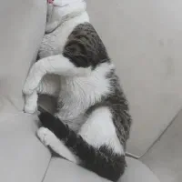 واگذاری رایگان گربه ۱ ساله