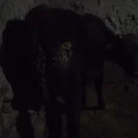 گاو|حیوانات مزرعه|شادیان, |دیوار