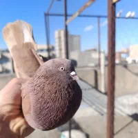 قوردی سرول خال کبوتر