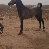 اسب خالص عرب