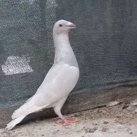 الماسی پلاکی