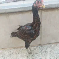 جفت لاری نصل دار
