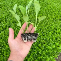 نشا گوجه بادمجان فلفل تند فلفل دلمه|خدمات باغبانی و درختکاری|سراوان, |دیوار