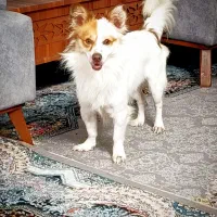 سگ اشپیتز روباهی|سگ|سرخنکلاته, |دیوار