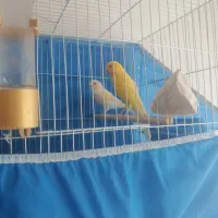 قناری نر ماده