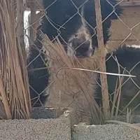 واگذاری جفت سگ لاس قهدریجونی|سگ|سروستان, |دیوار