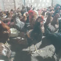 مرغ و خروس و جوجه ۲ ماهه