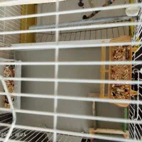 عروس هلندی جفت با قفس و لوازم زرنگ و باهوش دستی|پرنده|مشهد, نوید|دیوار