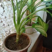 گل ذرتی و دیفن|گل و گیاه طبیعی|شیراز, وزیرآباد|دیوار