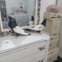 نرومادسینه