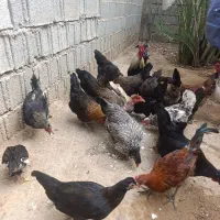سلام تعدادی مرغ تخم گذار برای فروش