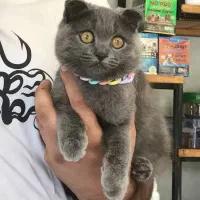 گربه اسکاتیش ماده یکساله