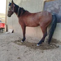 اسب مادیان|اسب و تجهیزات اسبسواری|افشار, |دیوار