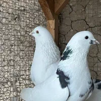 کفتر یه ماده تیکه پاره ازم رفته