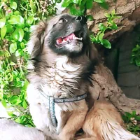 تعداد 3ماده سگ اشپیتز