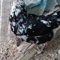 مرغ و خروس گلین|حیوانات مزرعه|آبپخش, |دیوار