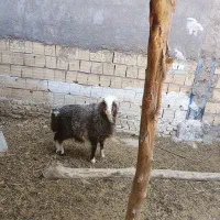 بره ماده دور رگ شیرازی نژاد دار