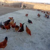 تخم مرغ ارگانیک تازه
