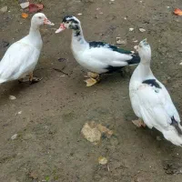 اردک اسراییلی