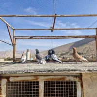 کبوتر|پرنده|سیدان, |دیوار