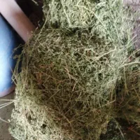 فروش بسته یونجه فله ای