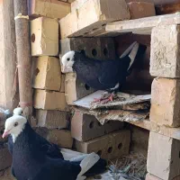 کبوتر