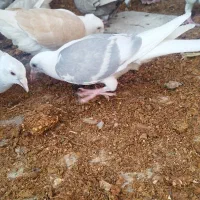کفتر پشت کویتی|پرنده|کاشمر, |دیوار