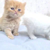 گربه پرشین گارفیلدی