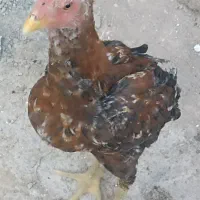 خروس ترک|پرنده|خاش, |دیوار