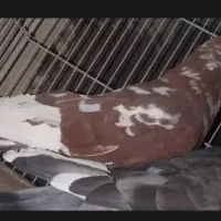 نر و ماده|پرنده|سراوان, |دیوار