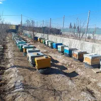 زنبور عسل نژاد کارنیکا|حیوانات مزرعه|قلعه نو, |دیوار