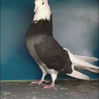 کبوتر شازده هما  سیاه پاک کاکلی