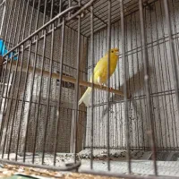 دو قناری نر