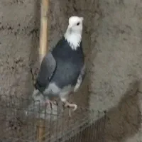 کبوتر پرشی|پرنده|بهشهر, |دیوار