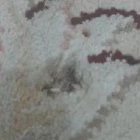 فرش 12 متری|فرش|قم, دروازه کاشان|دیوار