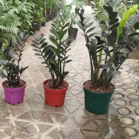 گلهای آپارتمانی|گل و گیاه طبیعی|فولادشهر, مسکن مهر فولادشهر|دیوار