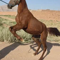 اسب|اسب و تجهیزات اسب‌سواری|کرمان, |دیوار