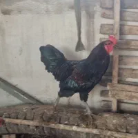 خروس مشگی