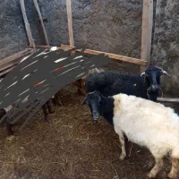 گوسفند زنده