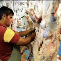 فروش زنده گوسفند بهداشتی حضوری و خرید تلفنی|حیوانات مزرعه|تهران, شهرک گلها (تهرانسر)|دیوار